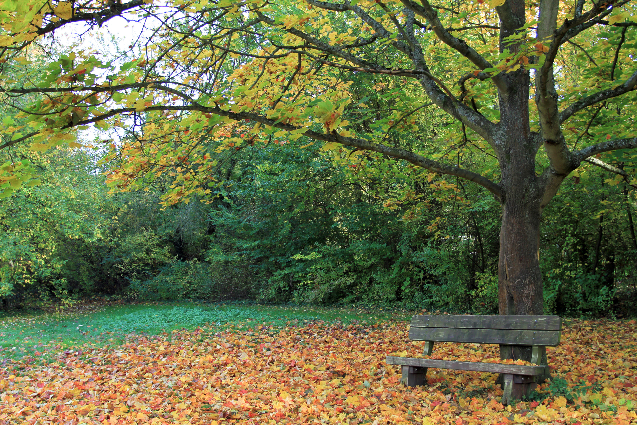 Bank am Stadecker Fischweiher im Herbst